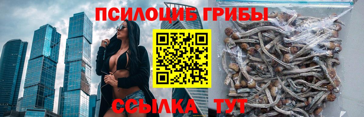 Галлюциногенные грибы Psilocybine cubensis Алейск